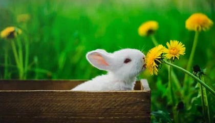 开云全站下载-赛事转播技术升级，虚拟现实带来沉浸式体验，转播赛事可以收费吗