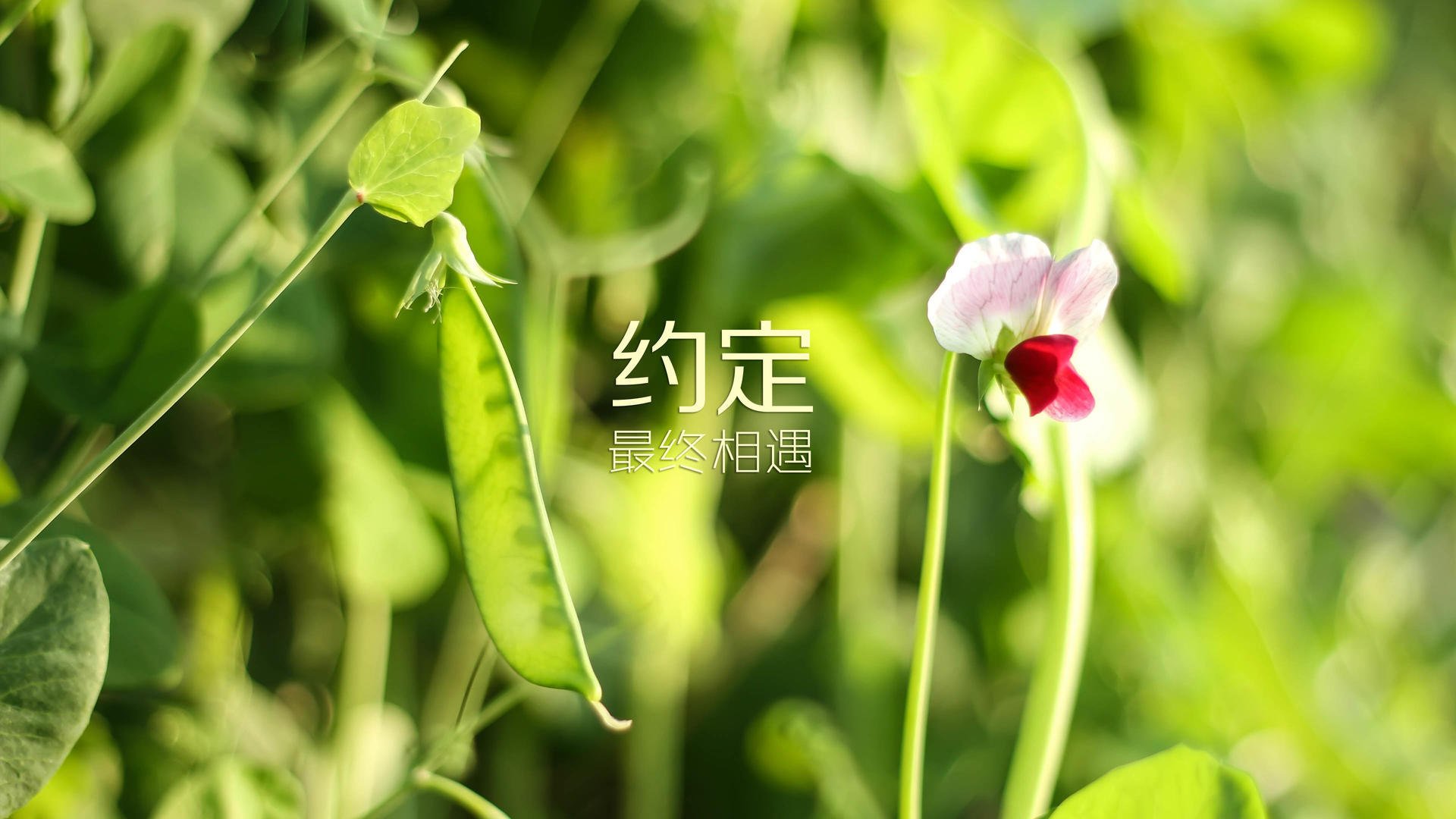 开云中国-体育新闻中心发布多平台赛事转播适配解决方案，体育赛事转播是否构成作品