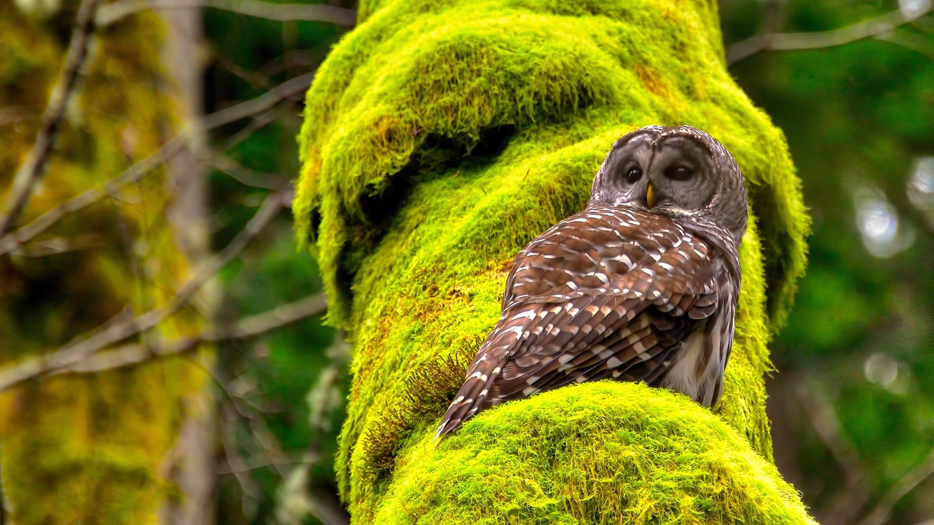 KAIYUN 中国大陆-德国队在2024年混合团体世界杯中的战术部署，德国队备战世界杯