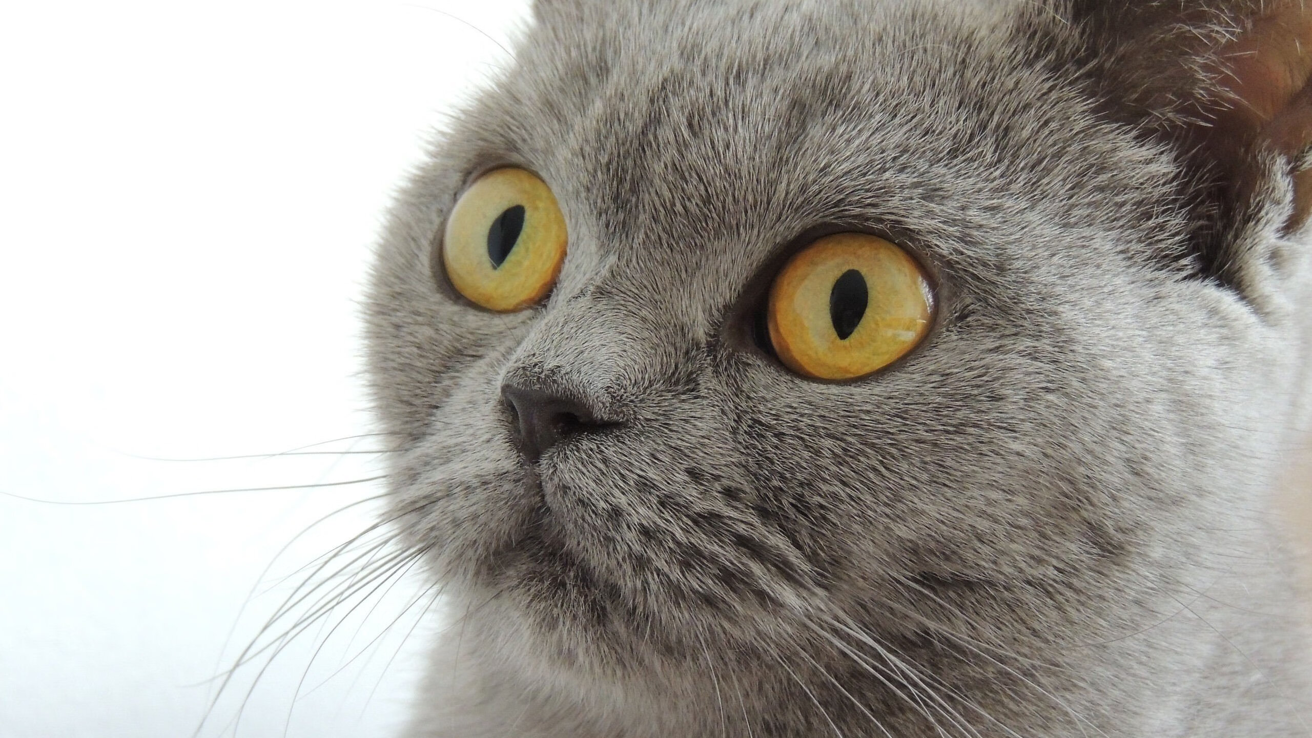 开云官网在线-教练跨项交流机制促进知识共享与创新，跨界跨项破格晋升教练员名单