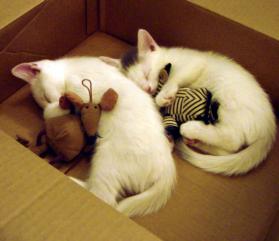 kaiyun.com-本土教练在顶级赛事中话语权薄弱，本土教练年薪