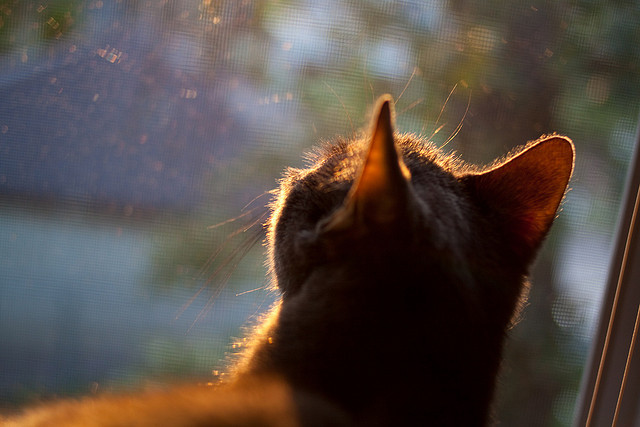 kaiyun.com-电竞世界杯落幕 中国战队勇夺桂冠，电竞世界杯落幕 中国战队勇夺桂冠的是谁