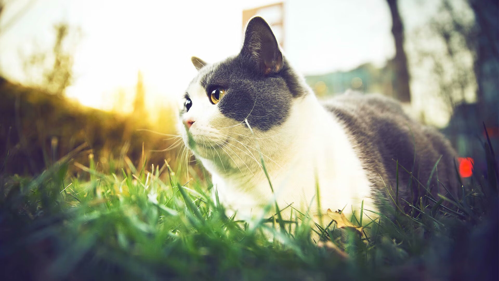 开云官方-联盟中情绪最稳定的领袖球员,联盟中情绪最稳定的领袖球员是谁