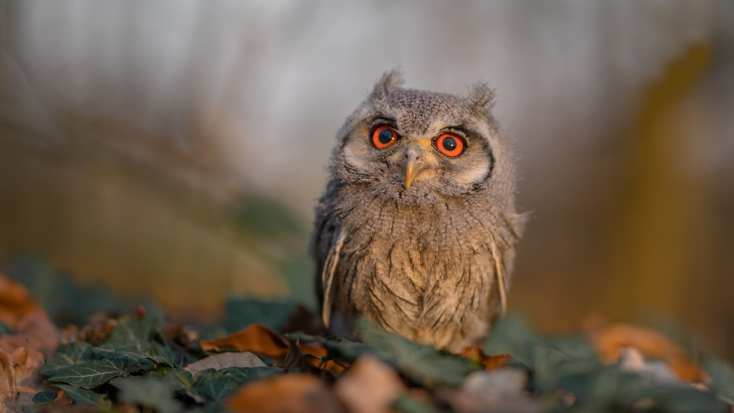 kaiyun登录入口-中国足球职业俱乐部赛事运营数字化平台升级,中国足球联赛系统