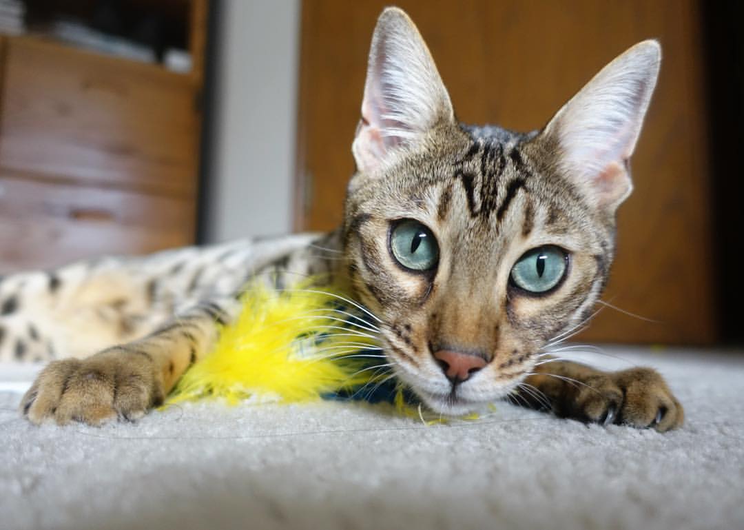 开云官网首页-奥尔韦拉展现强大心理素质与韧性，奥尔韦伯