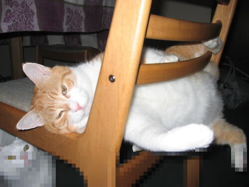 开云官方网站-张伟丽训练中心启用提升备战环境，张伟丽教练团队介绍