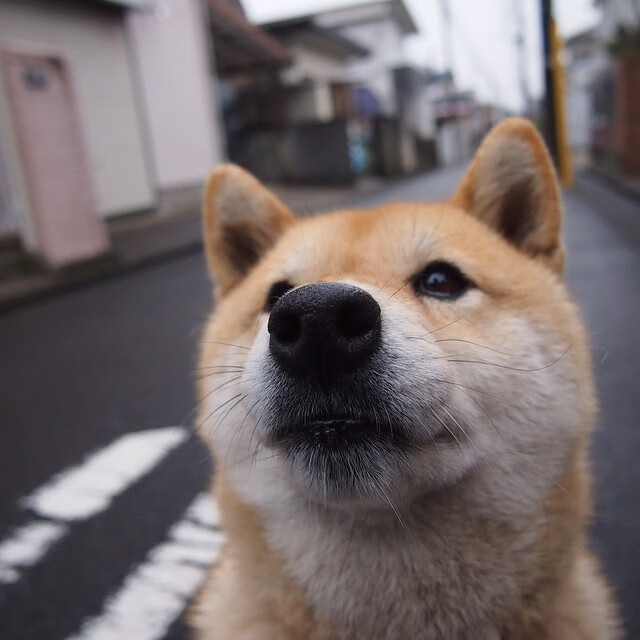 开云APP-杰克·阿莱克西决赛表现亮眼夺冠有望，杰克 莱西