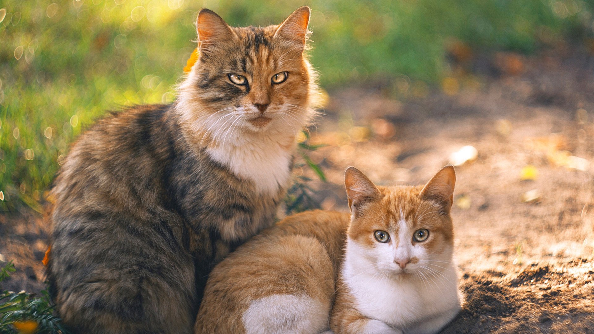 开云体育中国官网-王宗源男子3米跳板赛道亮点，王宗源 跳水